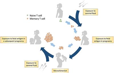 Memory T Cells in Pregnancy